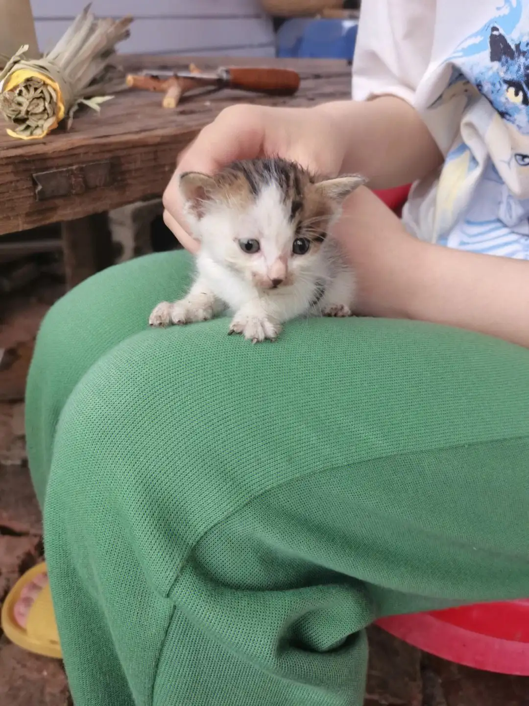 世界上体型最小的猫(世界上体型最小的猫咪)