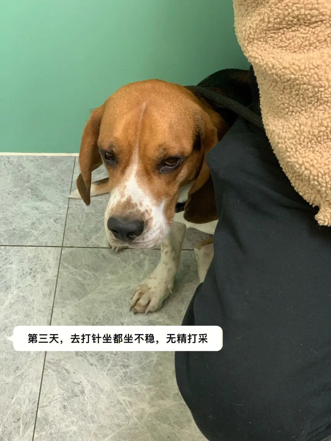 犬瘟热后遗症(犬瘟热后遗症抽搐是否能治愈?)