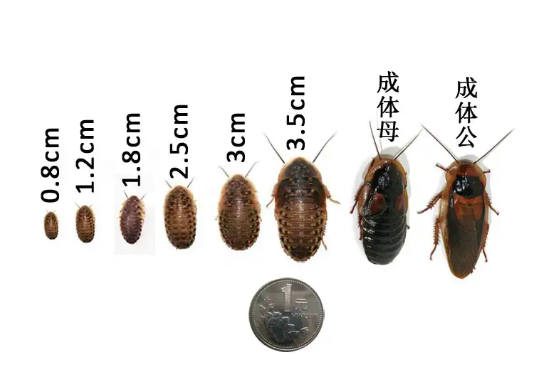 杜比亚蟑螂(杜比亚蟑螂繁殖教程)