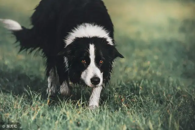 边境牧羊犬性格(边境牧羊犬性格怎么样)