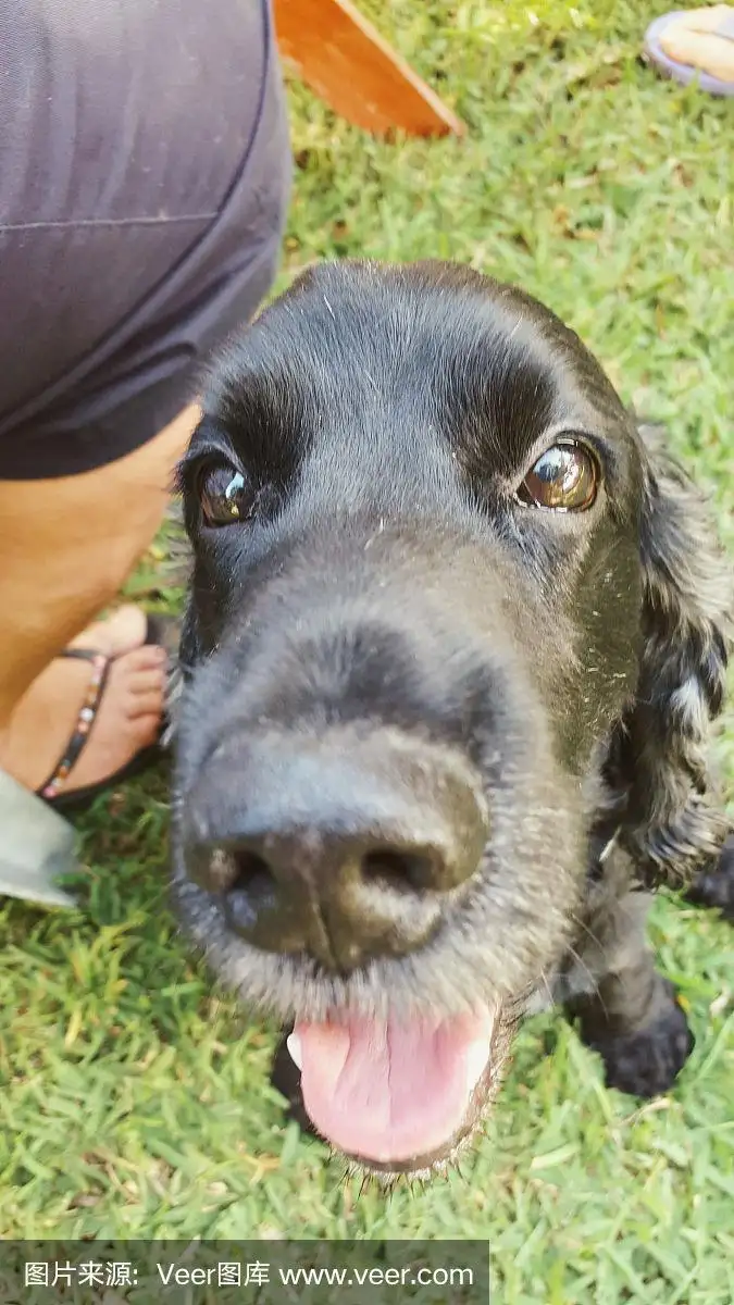 黑色可卡(黑色可卡犬小时候的样子)