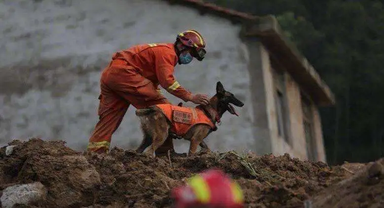 搜救犬参与爆炸救援受伤(搜救犬参与爆炸救援受伤怎么赔偿)