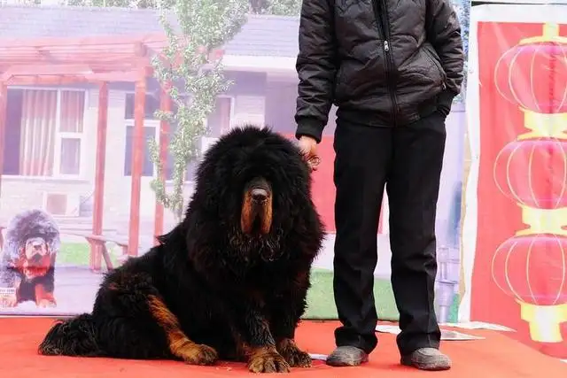 北京藏獒价格(北京藏獒狗出售)