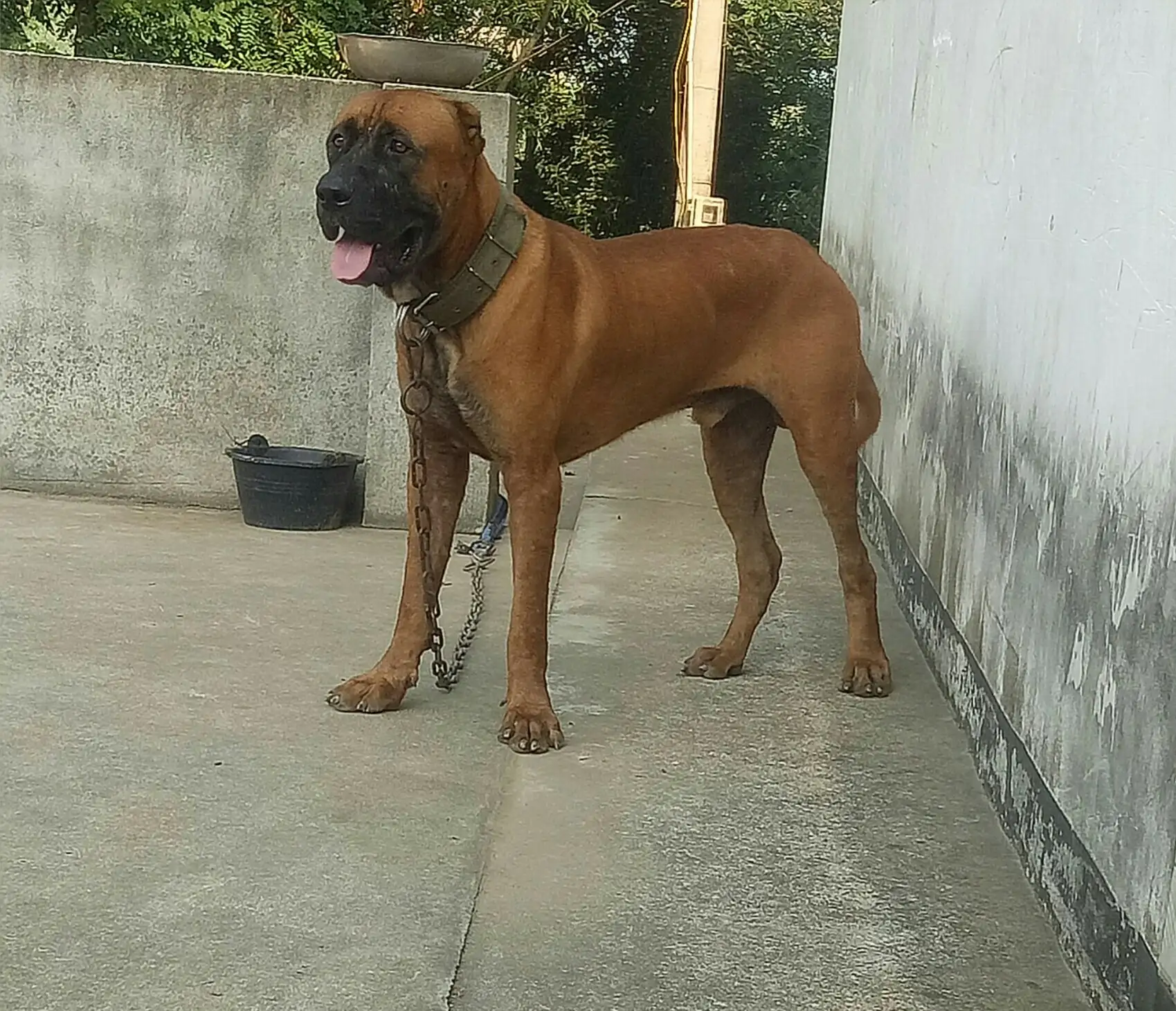 土佐犬(土佐犬和比特犬哪个厉害)