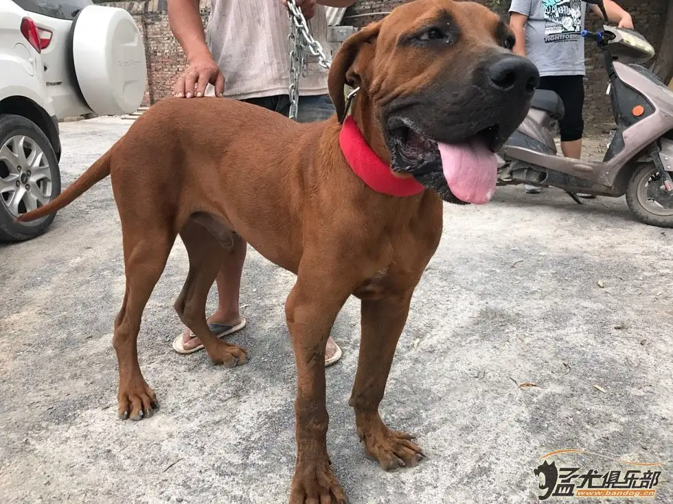 土佐犬(土佐犬和比特犬哪个厉害)