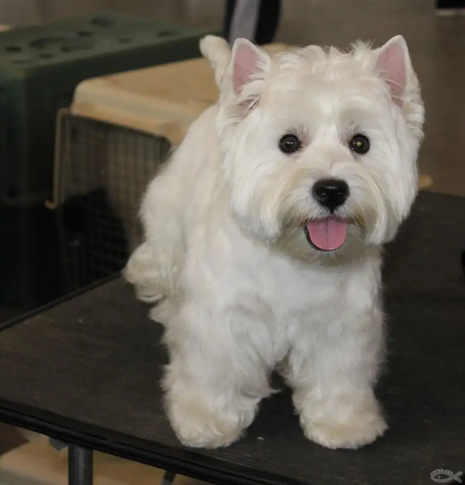 西德牧羊犬(西德牧羊犬吃什么食物)