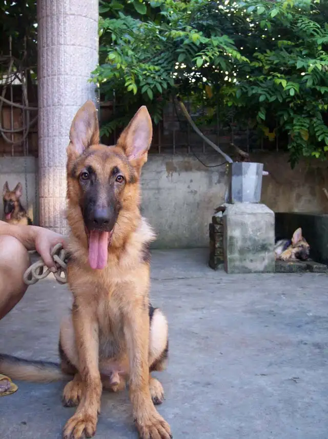 西德犬(西德犬四个月图片)