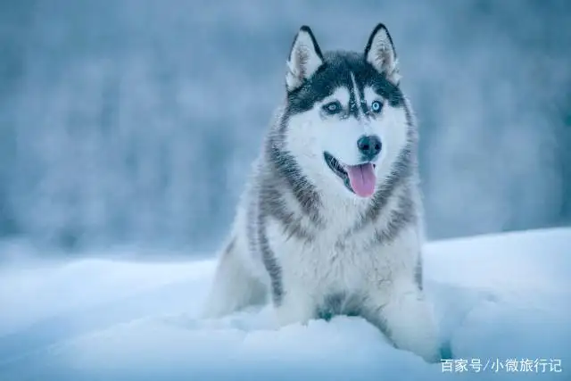 阿拉斯加雪橇犬哈士奇(阿拉斯加雪橇犬哈士奇温顺)