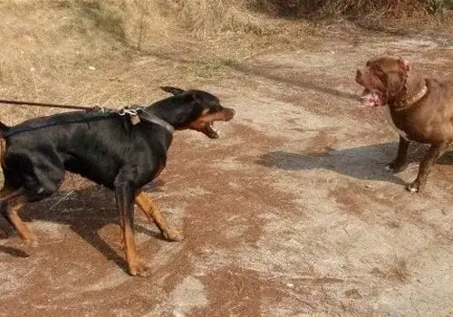 猛犬打架(猛犬打架排名)