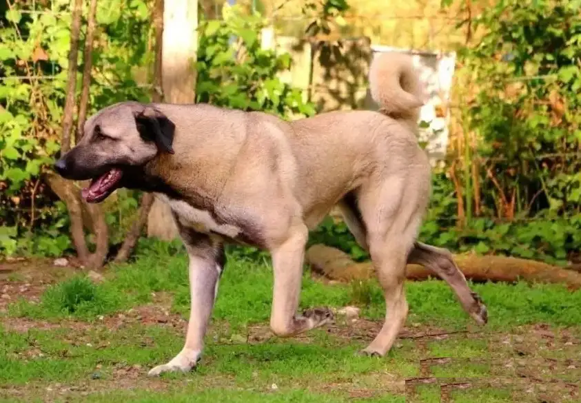 坎高犬(坎高犬和藏獒哪个更厉害)