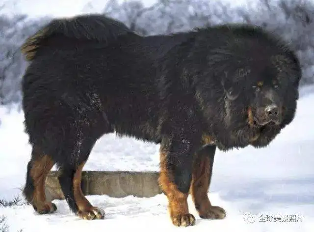 藏獒信息(藏獒资料大全)