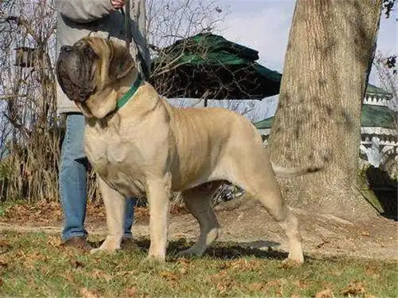 斗牛马士提夫犬(斗牛马士提夫犬视频)