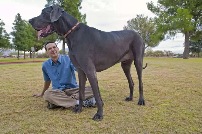 大丹犬性格(大丹犬性格怎么样,大丹犬性格特点介绍)