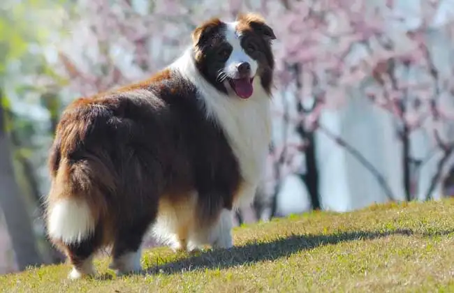 边境牧羊犬好养吗(边境牧羊犬好养吗,家里能养吗?)