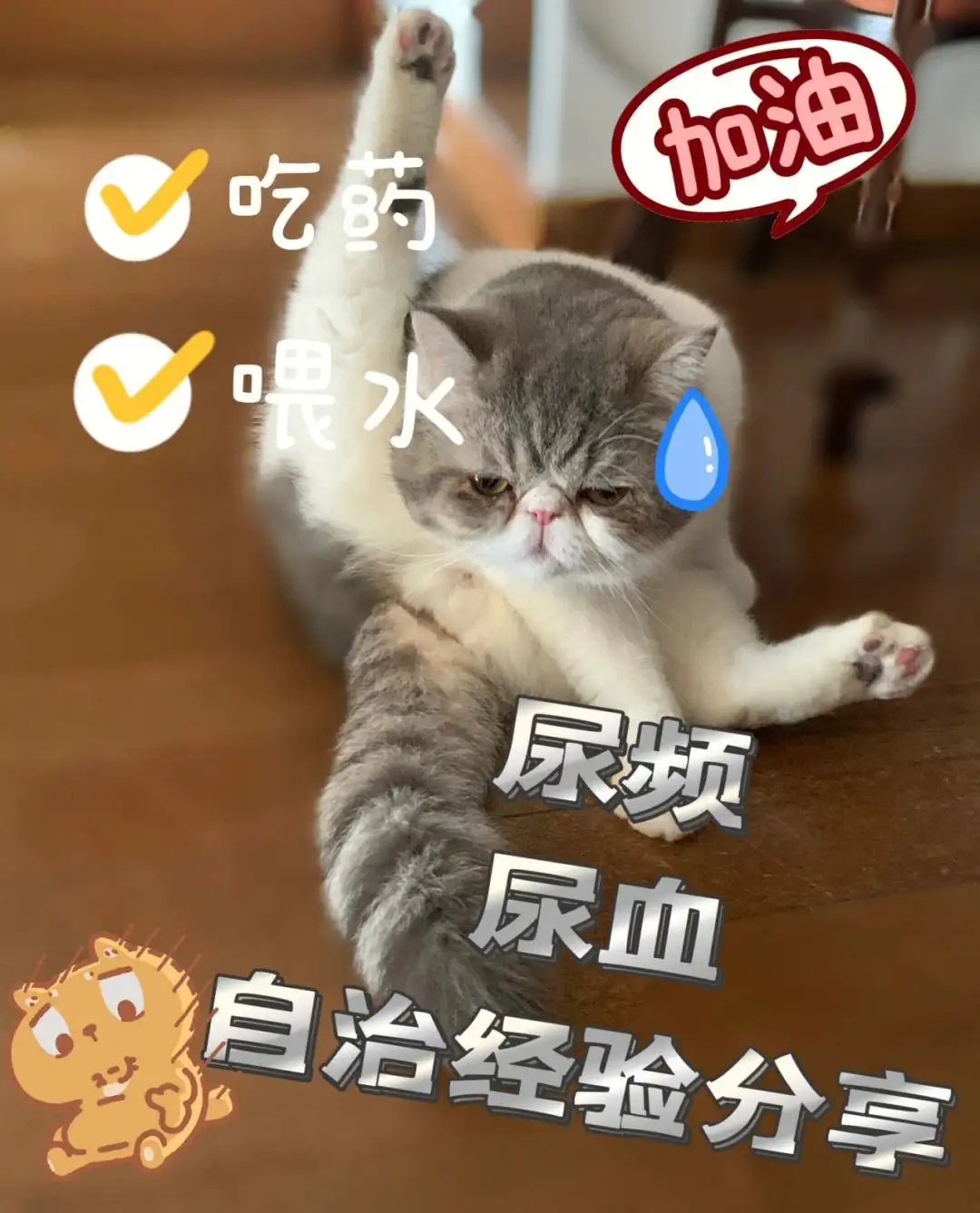 猫咪尿频(猫咪尿频可以吃三金片吗)