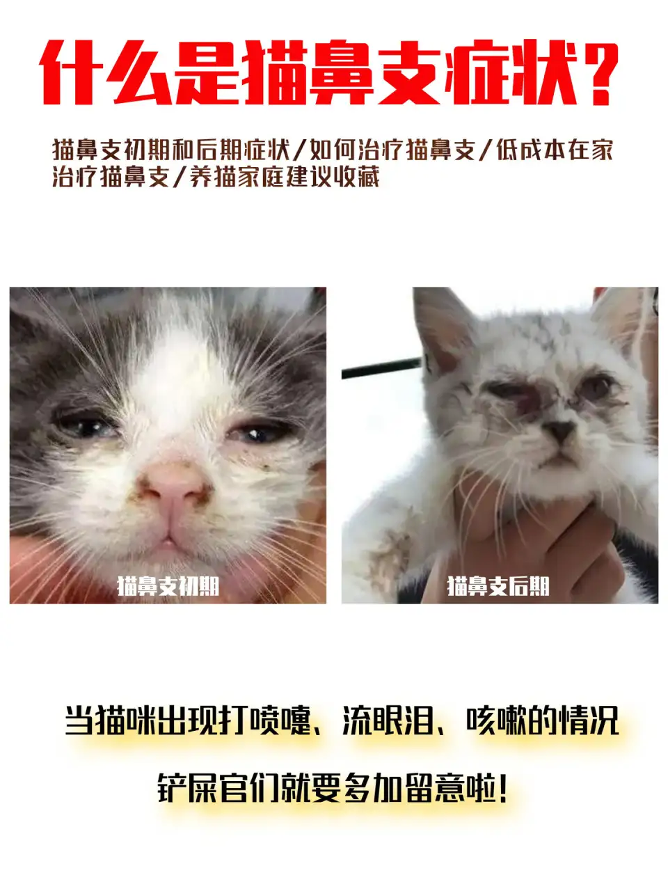 猫鼻支(猫鼻支是什么症状)