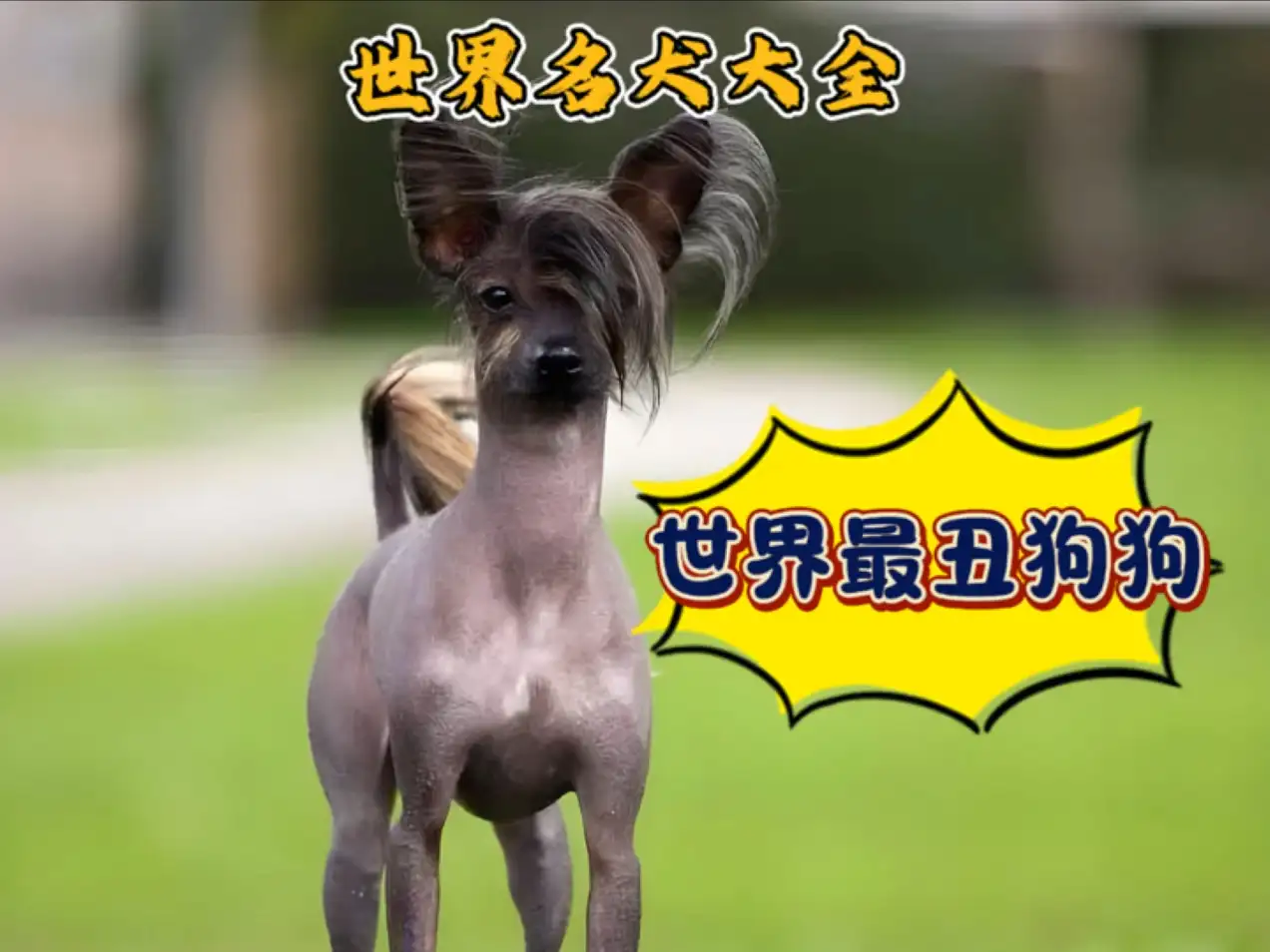 世界名犬排名(世界名犬排名前十名)