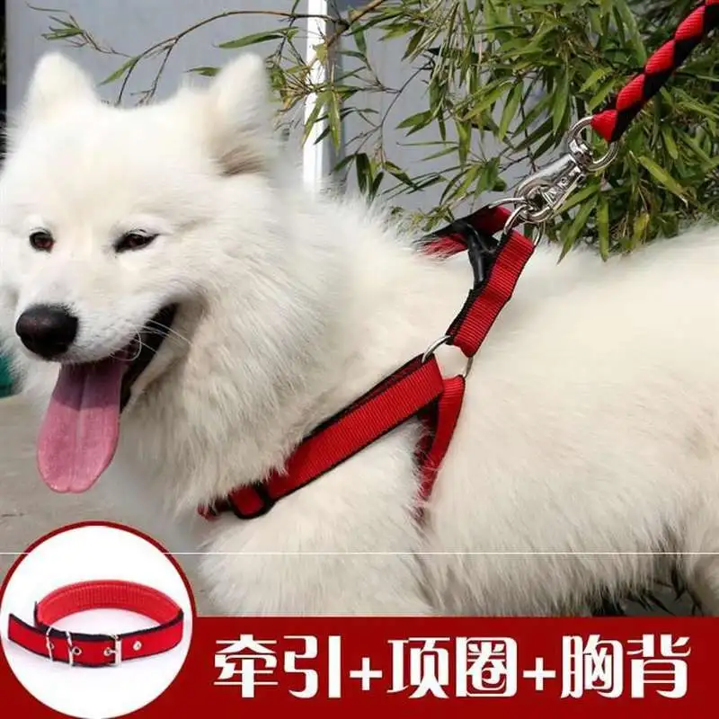 边境牧羊犬怎么训练(边境牧羊犬怎么训练拉屎)