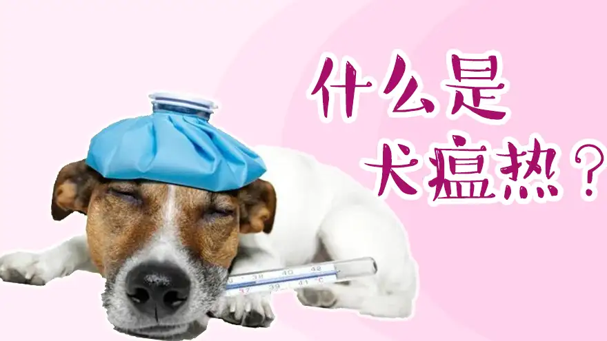 犬瘟热潜伏期(犬瘟热潜伏期最长多久)