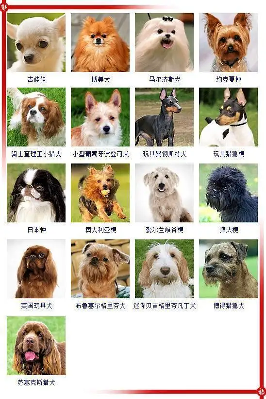 世界名犬排名(世界名犬排名前十名)