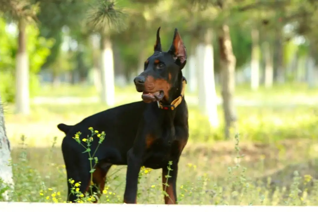 德国笃宾犬(德国笃宾犬多少钱)