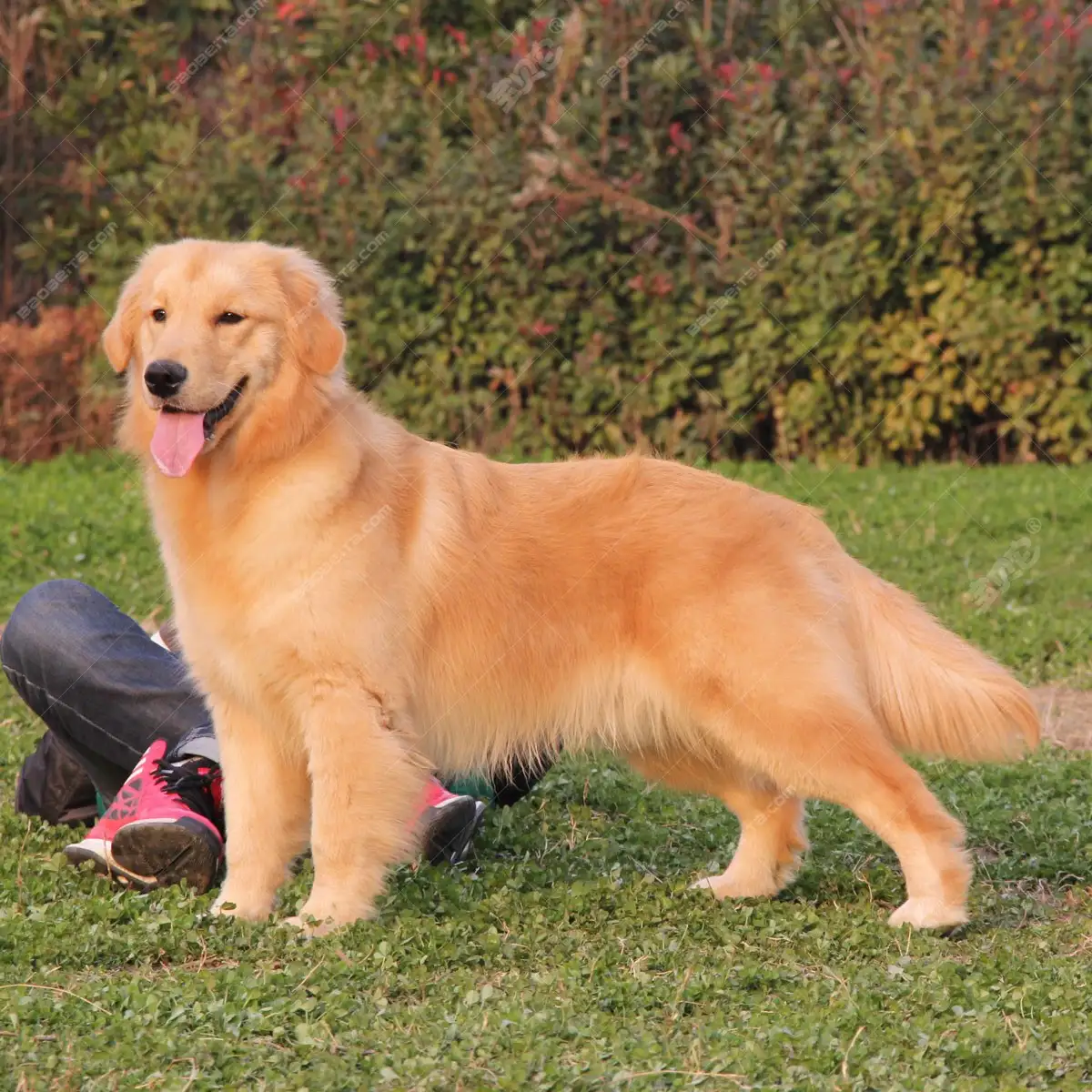 金毛猎犬价格(金毛猎犬多少钱一只)