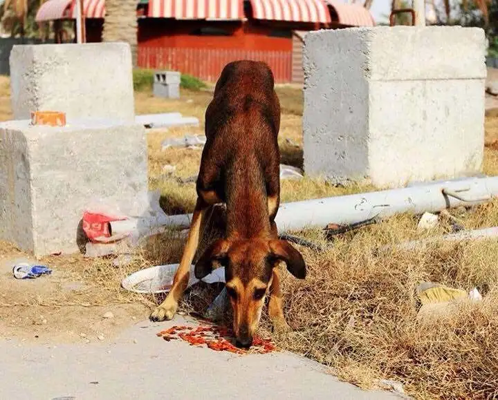 saluki(saluki什么意思)