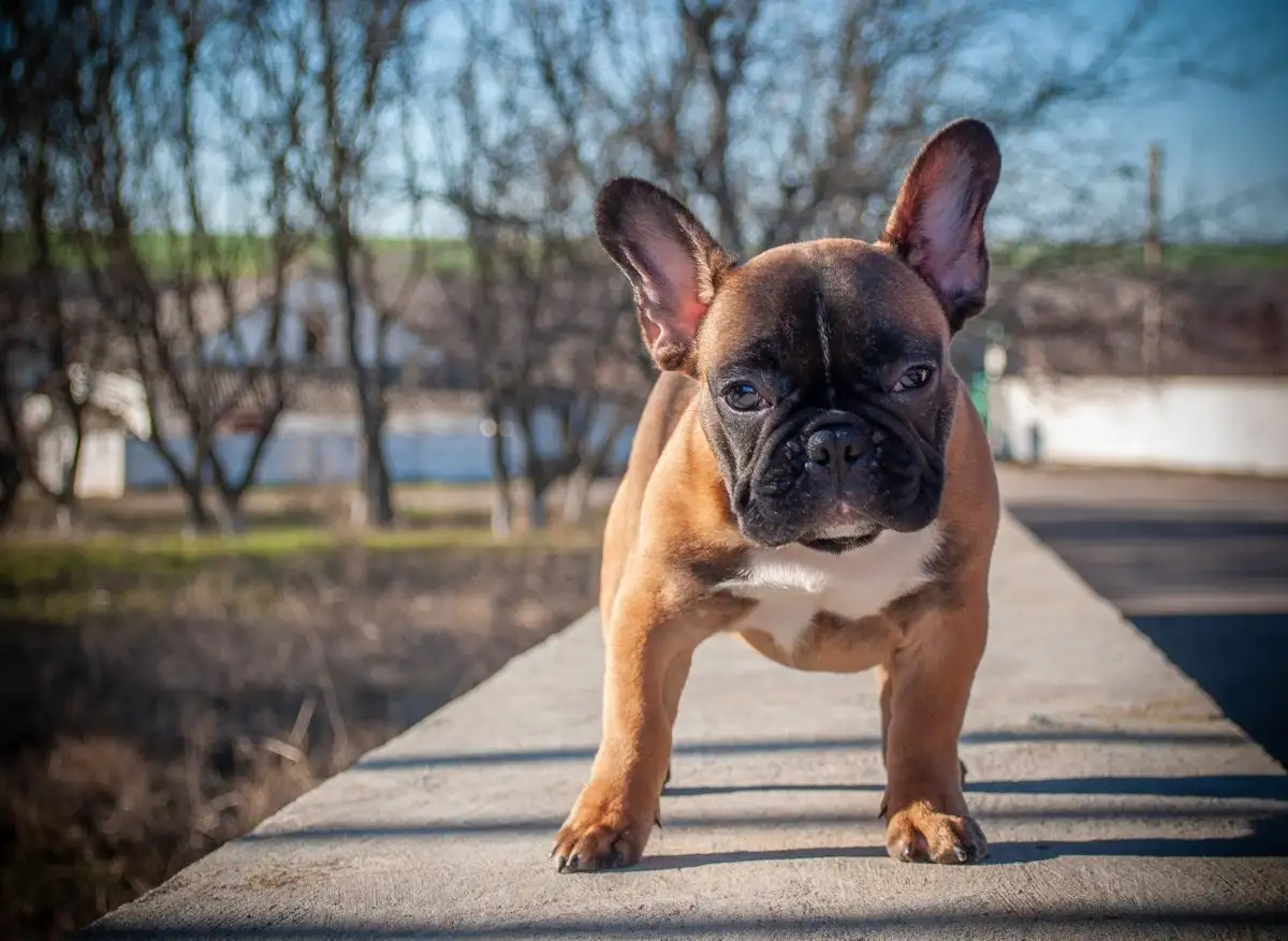 法牛犬(法牛犬与英牛犬的区别)