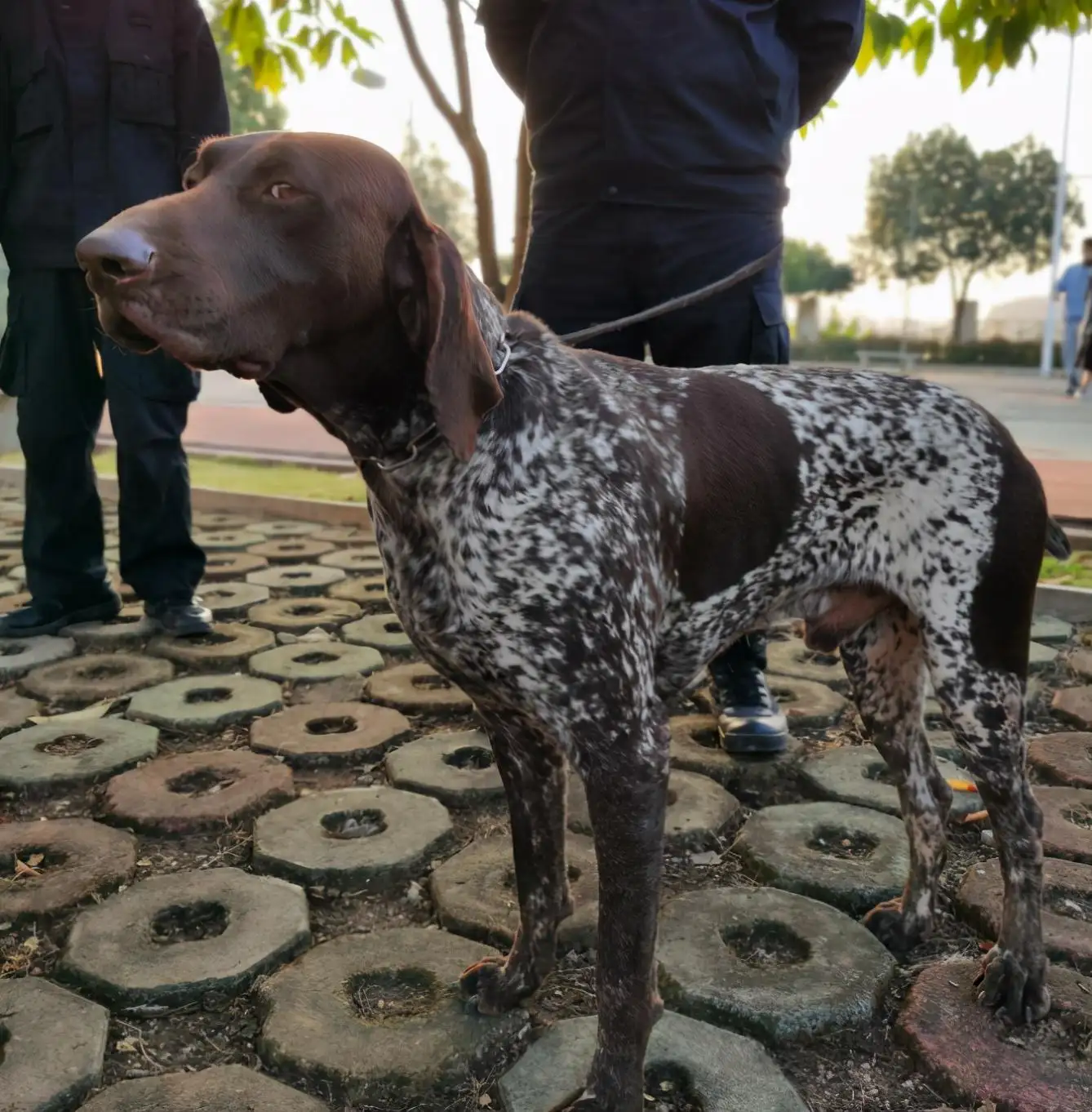 波音达犬(德国波音达犬)