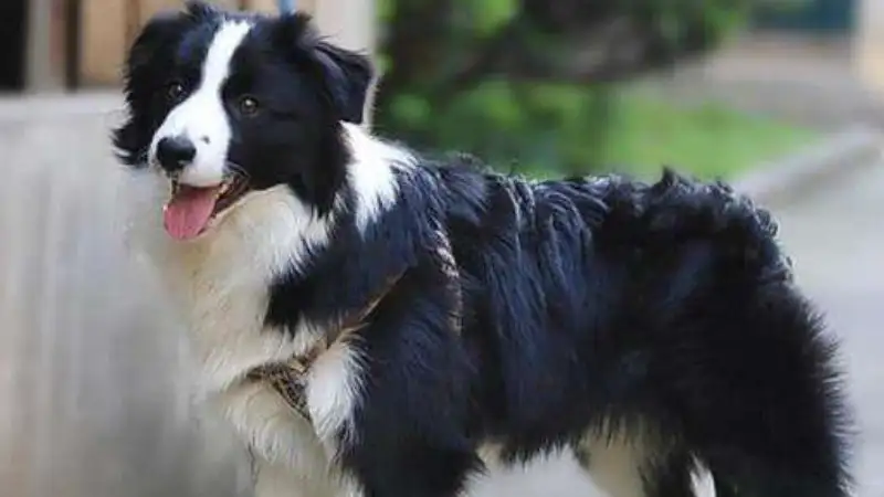 牧羊犬吃什么(牧羊犬吃什么食物)