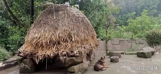 包含女子接孩子放学路上捡到大猪腿的词条