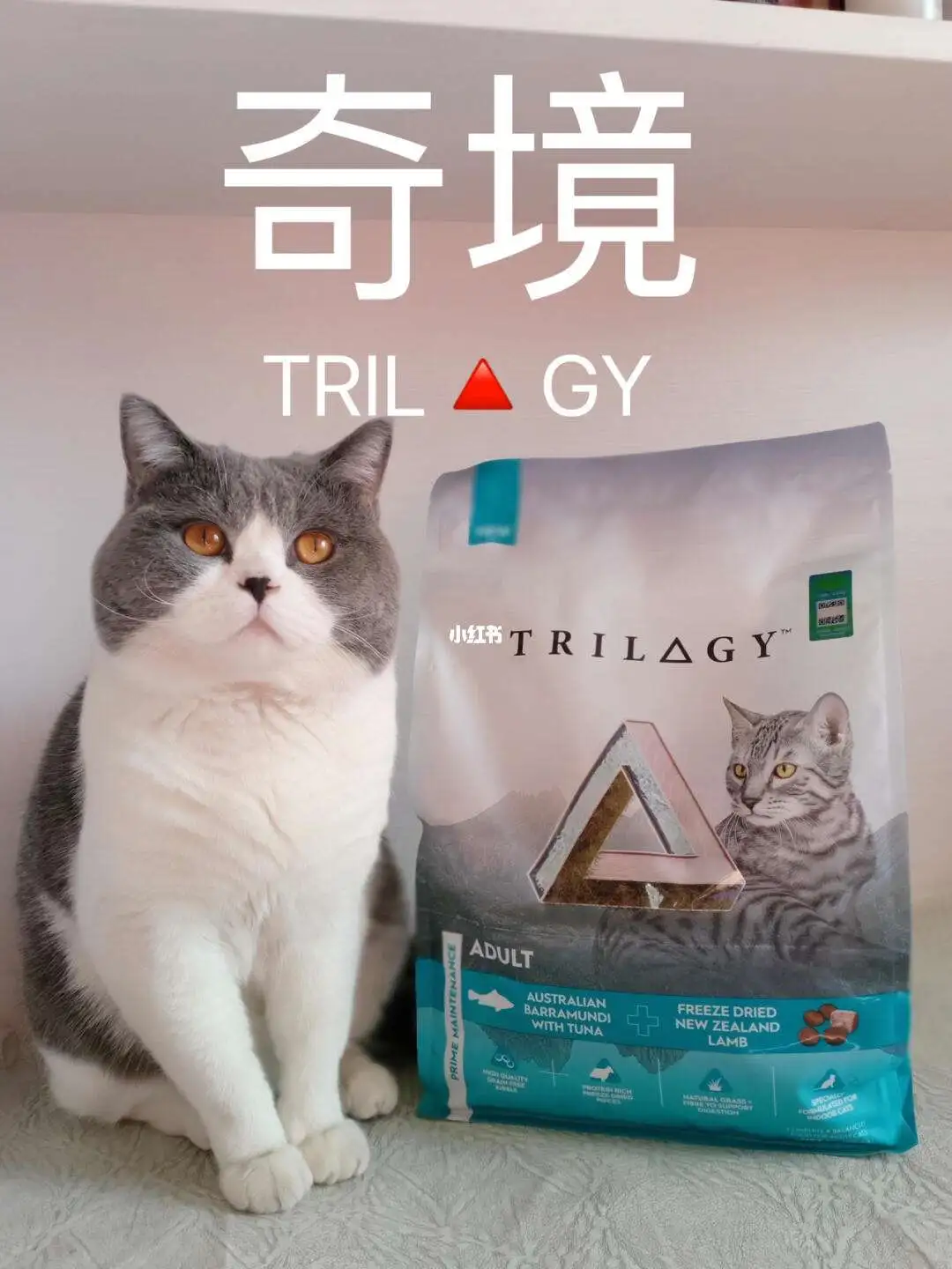 奇境猫粮(奇境猫粮测评)