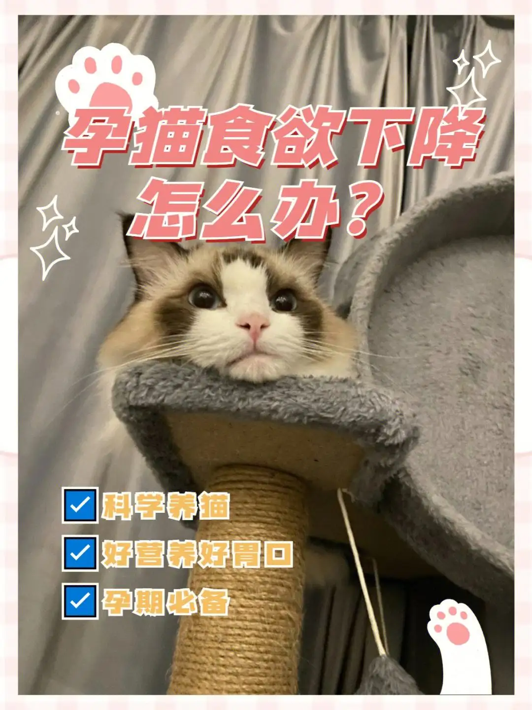 猫食欲不振(猫食欲不振是什么原因)