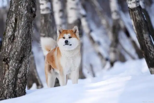 秋田犬(秋田犬多少钱一只?)