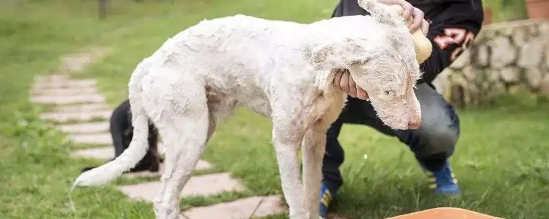 狗狗射速好烫(狗狗热射病症状)