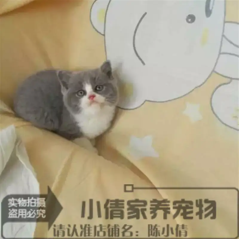 欧洲短毛猫(欧洲短毛猫和英国短毛猫)