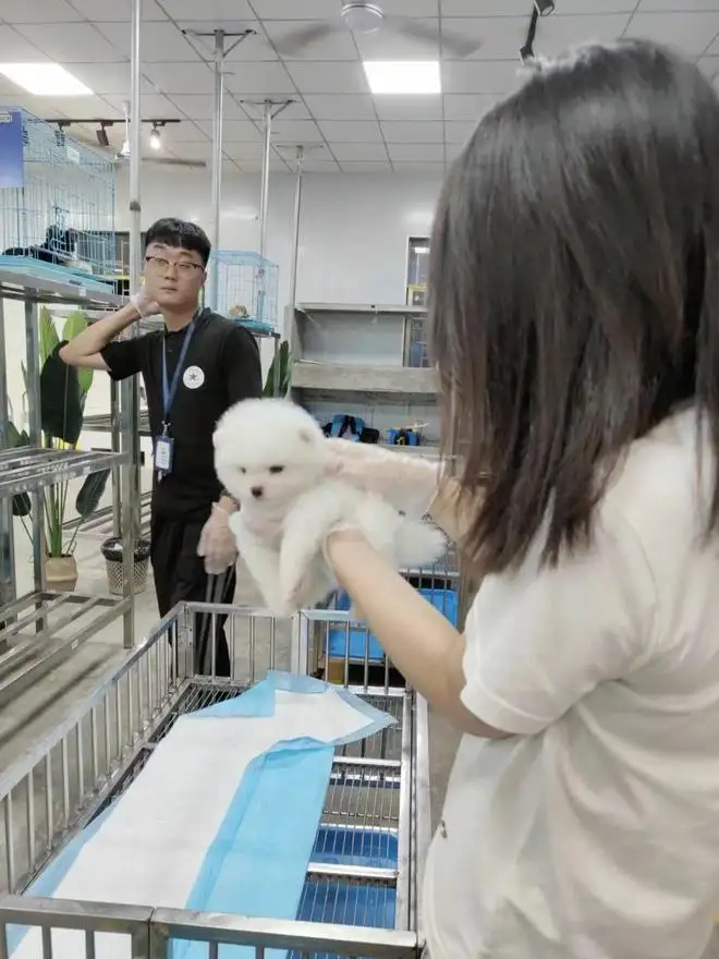 猫咪宠物店洗澡多少钱(猫咪宠物店洗澡多少钱一次)