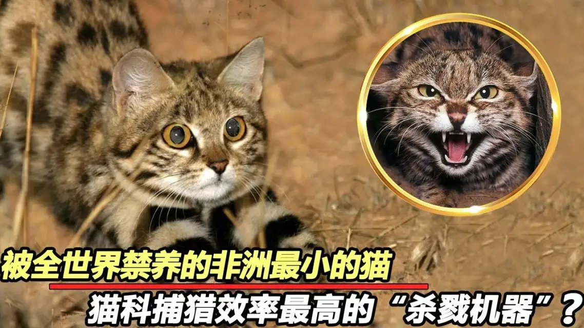 被全世界禁养的猫(世界上被禁养的六大名猫)