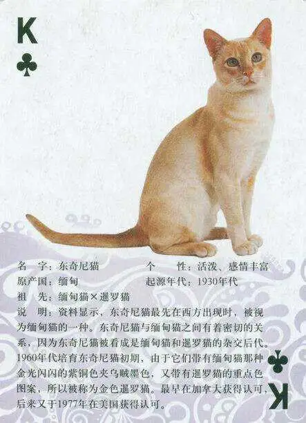 宠物猫的品种及图片(宠物猫的品种及图片介绍)