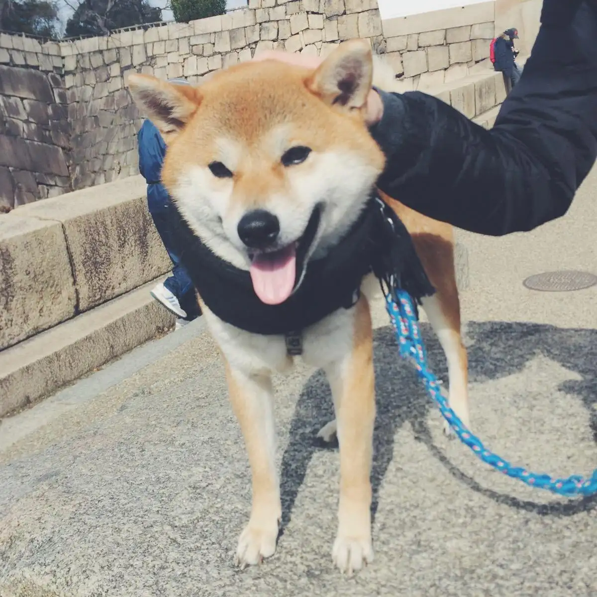 日本秋田(日本秋田犬价格多少钱一只)