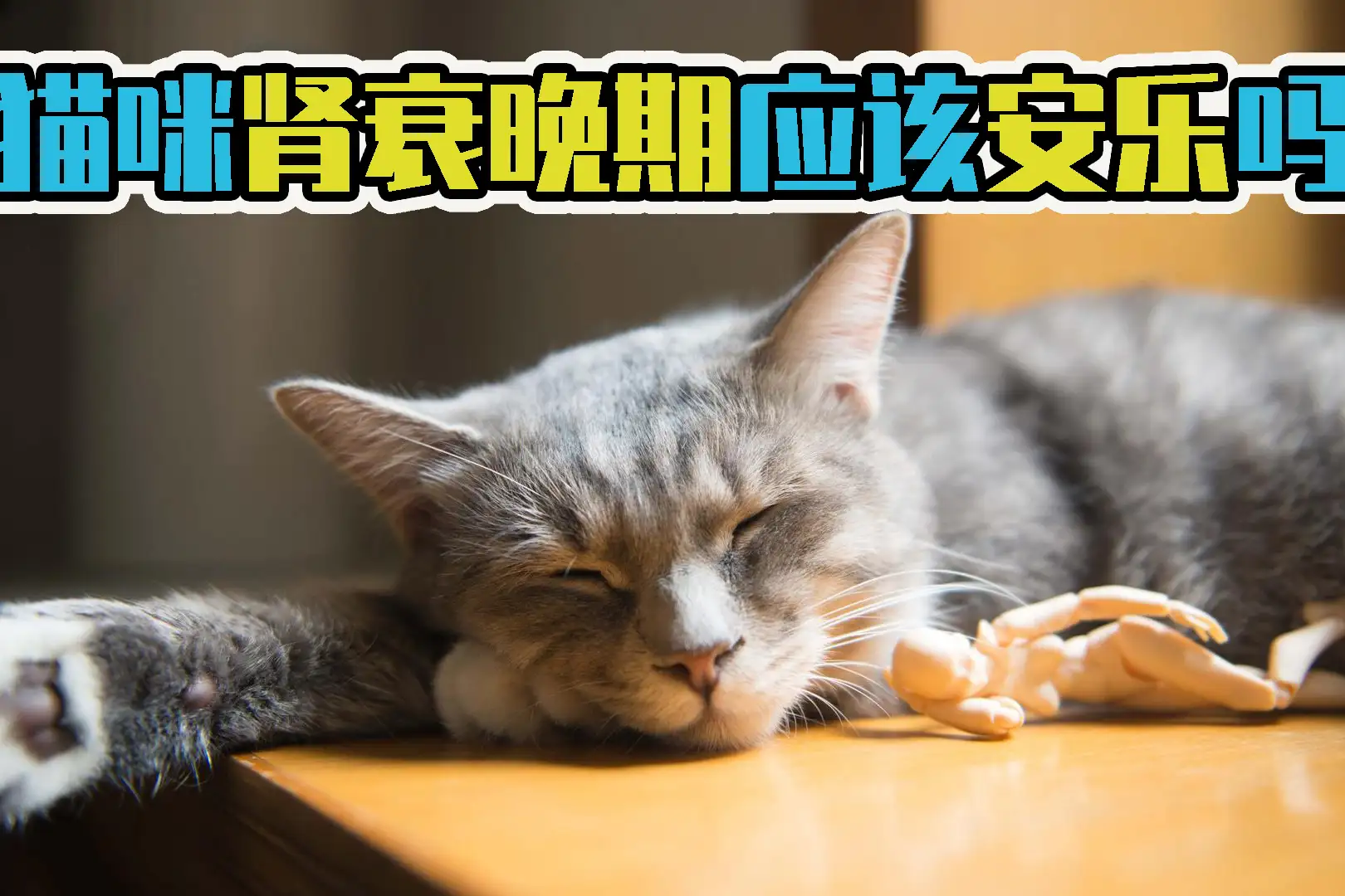 猫咪肾衰(猫咪肾衰是什么原因引起的)