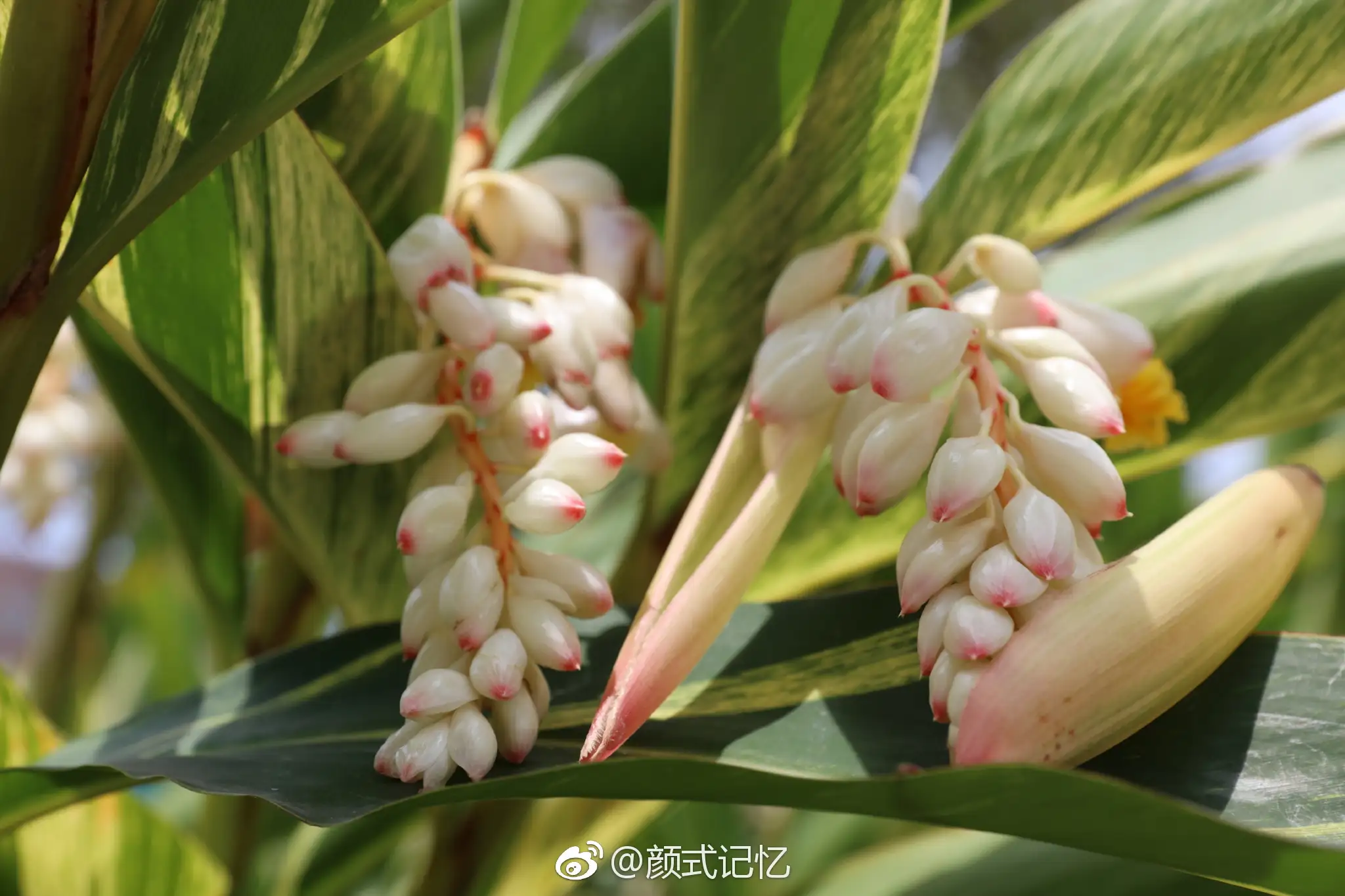 花叶艳山姜(花叶艳山姜的花有毒吗)