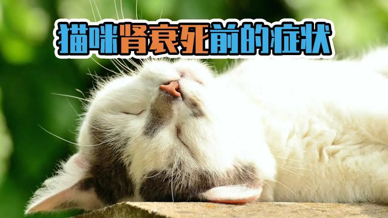 猫咪肾衰(猫咪肾衰是什么原因引起的)