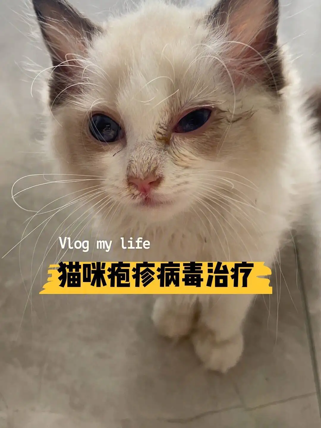 猫传染病(猫传染病筛查要多少钱)