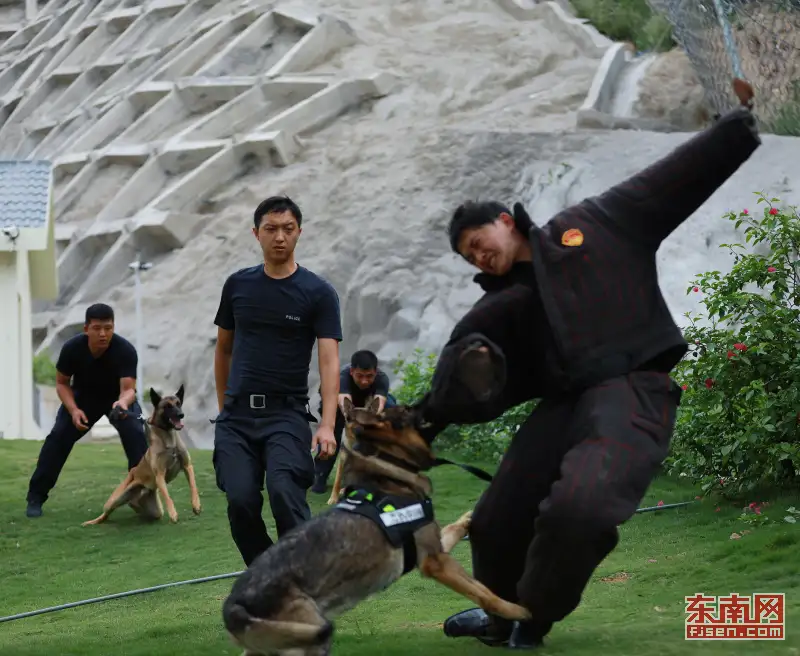 警犬技术(警犬技术专业选科要求)