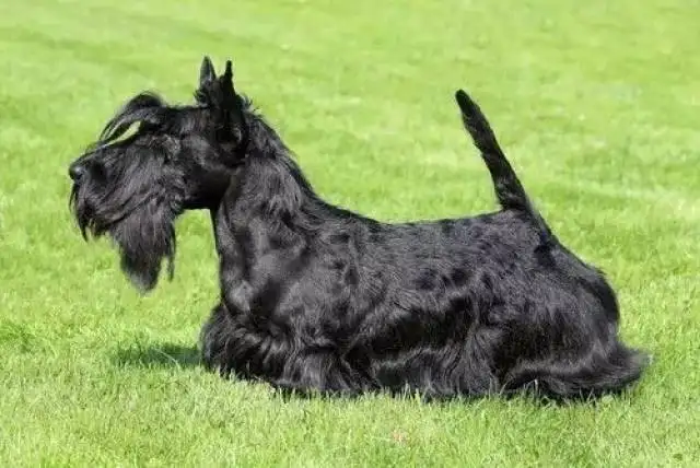 苏格兰梗(苏格兰梗犬的优缺点)