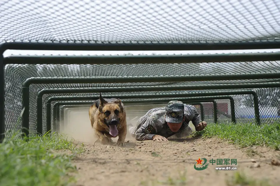 军犬训练(军犬训练基地)