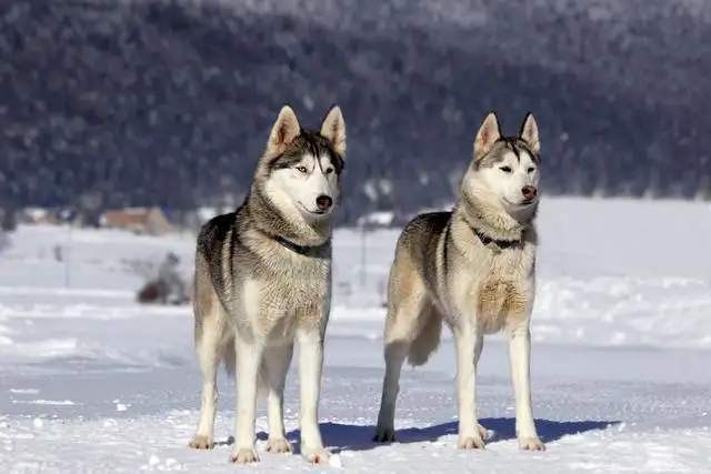 雪橇犬和哈士奇(雪橇犬和哈士奇有哪些区别)