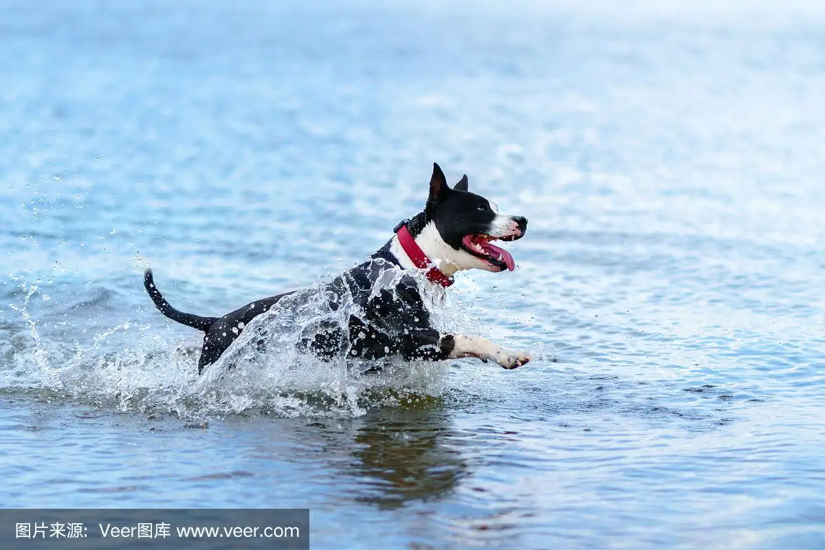 水狗(水狗是哪一年出生)