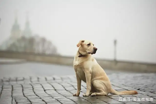 送狗狗回家(送狗狗回家刻什么字好)